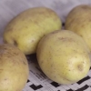 Opbevaring af kartofler