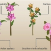Plantning af azalea