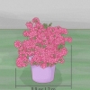 Beskæring af azalea