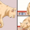 Sådan afgøres, om en kat har rabies