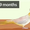 Afgøre, om din cockatiel er en han eller en hun
