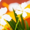 Hold blomster friske længere