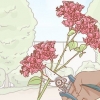 Formering af bougainvillea