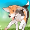 Træning beagle