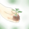 Krysantemum planter