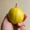 Modne citroner
