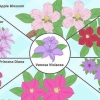 Dyrk clematis