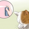 Behandling af konjunktivitis hos katte
