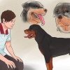 Tjek om din hund er sund og glad