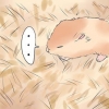 Behandling af din hamsters brækkede ben