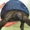 Bestemmelse af en skildpaddes alder