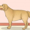 Måling af længden af ​​en hund