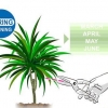 Beskæring af dracaena