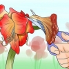 Får en amaryllis til at blomstre igen