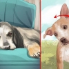 Behandling af et slagtilfælde hos hunde