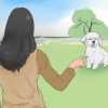 Træning af en bichon frisé