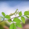 At holde en mantis som kæledyr