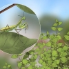 At holde en mantis som kæledyr