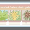Pasning af en bromelia