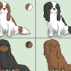 At vælge en cavalier king charles spaniel