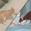 Pottetræner en chihuahua