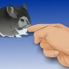 Holder en chinchilla