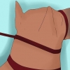Træning af en doberman pinscher
