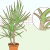 At tage sig af en dracaena