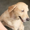 Beroligende tør hud hos hunde