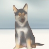 Valg af schæferhundehvalp