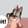 Træning af en schæferhund