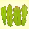 Dyrkning af en epiphyllum cactus