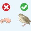 Hjælper en falden redeflyver