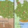 Planter et granatæbletræ