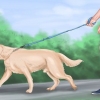 Beroligende en stor legesyg hund