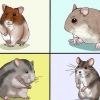 At vælge en hamster