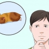 At få en hamster ud af dvale