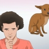 Læg en hund ned