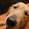 Masserer en hund