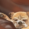 Træning af en hund