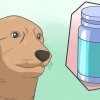Bedøv en hund sikkert