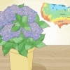 Plant en hortensia