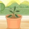 Pleje af en hoya-plante