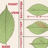 At genkende en elm