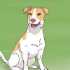 Valg af en jack russell hvalp