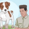 At holde en jack russell terrier glad