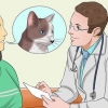 Medicinering af en kat