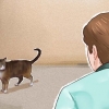 Tæmme en kat