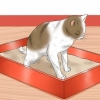 At give en kat et lavement derhjemme