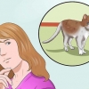 Træn en kat til at være sikker udenfor og være en god muser